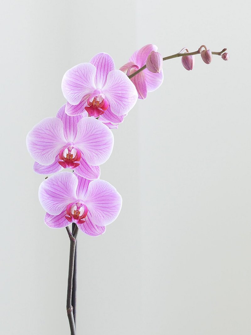 pflege orchideen nach der blüte was müssen sie wissen und was müssen sie machen