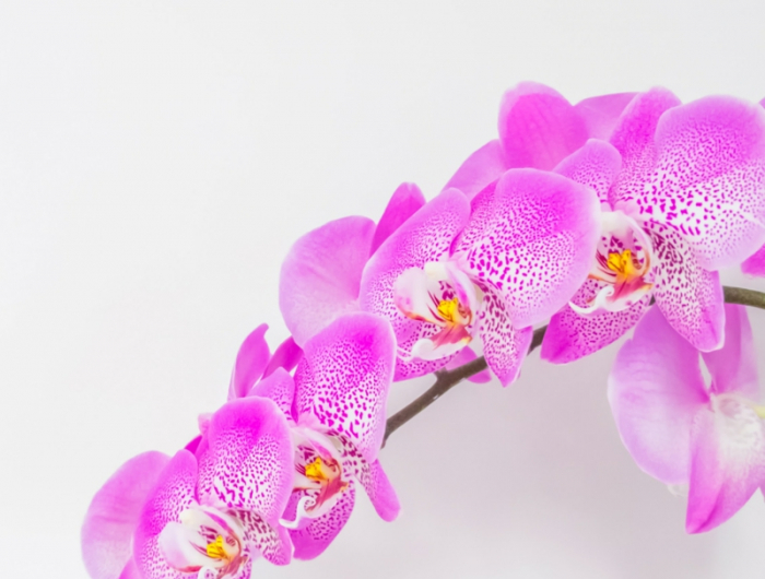 pflege orchideen wichtige tipps und informationen