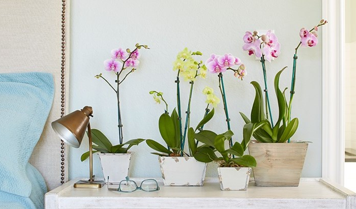 pflege richtige für ihre orchideen was müssen sie machen