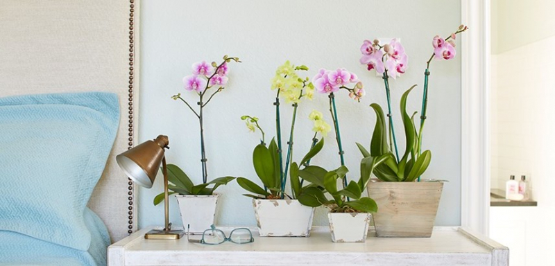 pflege richtige für ihre orchideen was müssen sie machen