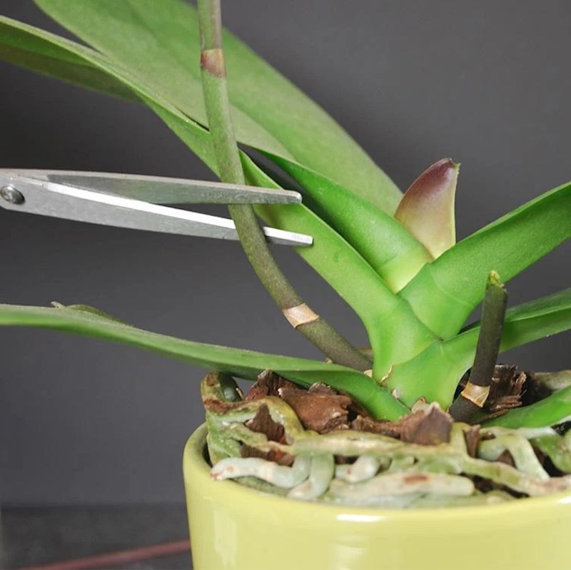 pflege von orchideen nach der blüte was müssen sie wissen tipps und anleitung dafür