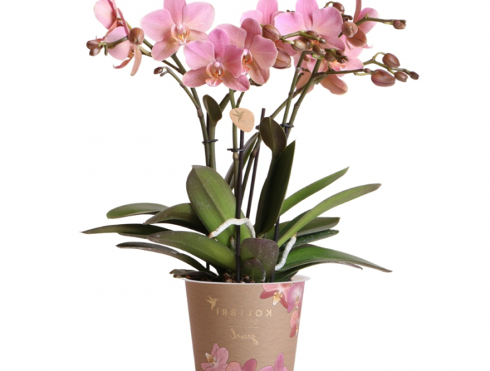 pinke orchidee in vase orchideen verblueht was tun