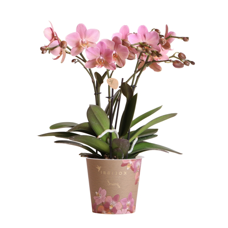 pinke orchidee in vase orchideen verblueht was tun