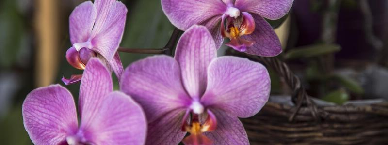 rosa orchideen dünger für orchideen wie können sie das selber machen diy rezepte.jpg