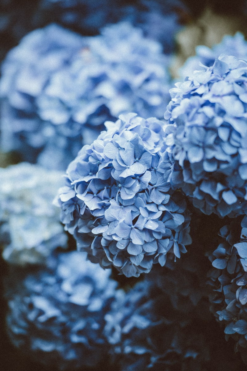 schoene blumen mit blauen blueten hortensien im kuebel pflege