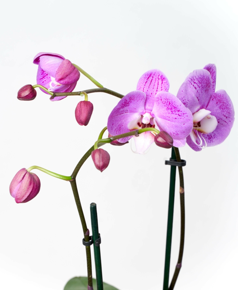 schoene pinke blume orchideen abschneiden wenn verblueht