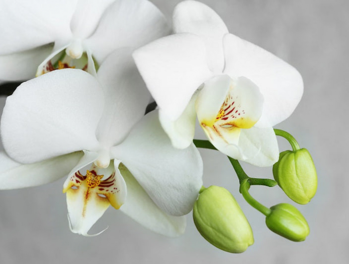 schöne orchidee aber die knospen gehen nicht auf warum und was müssen sie machen