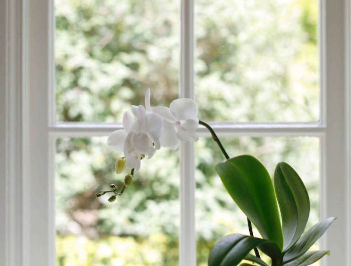 schöne orchideen zu hause haben aber wie müssen sie für die orchideen richtig pflegen