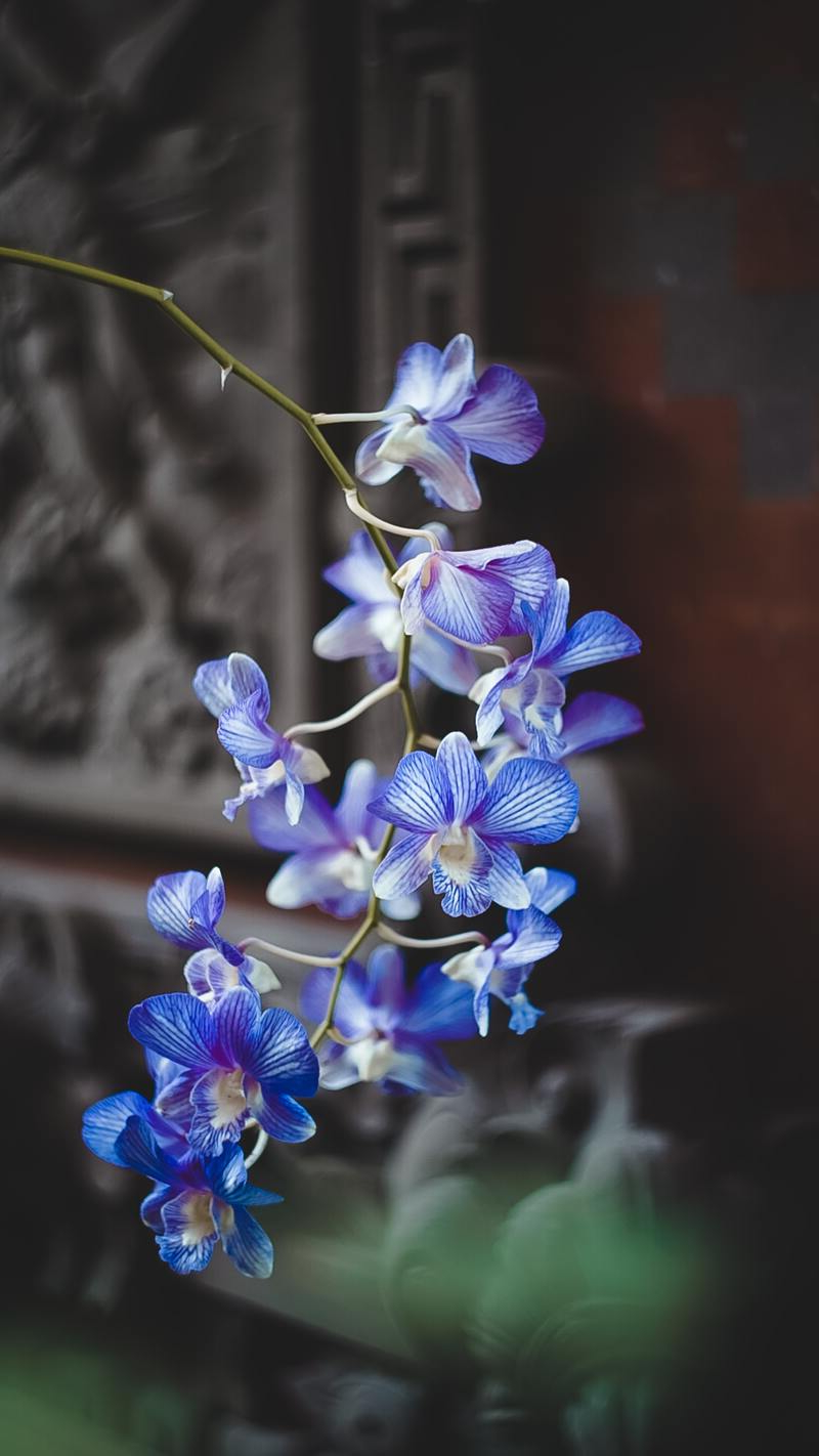 sie können shöne orchideen haben mit hilfe von unseren tipps und ratschläge blütezeit orchideen.jpg