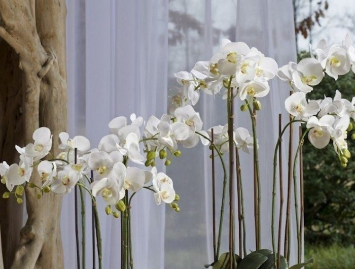 so koennen sie leicht einfach und schnell ihre orchidee wiederbeleben
