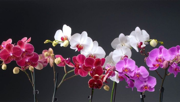 so können sie sehr leicht ihre orchideen zum blühen bringen