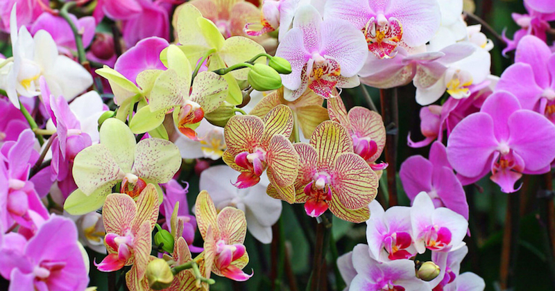 tipps für orchideen wieder zum blühen bringen wie und was brauchen sie dafür