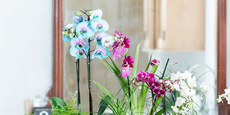 tipps für pflege für orchideen die leicht und effektiv sind
