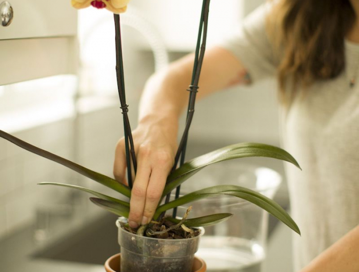 tipps und ideen wan wie und mit was müssen sie ihre orchideen düngen