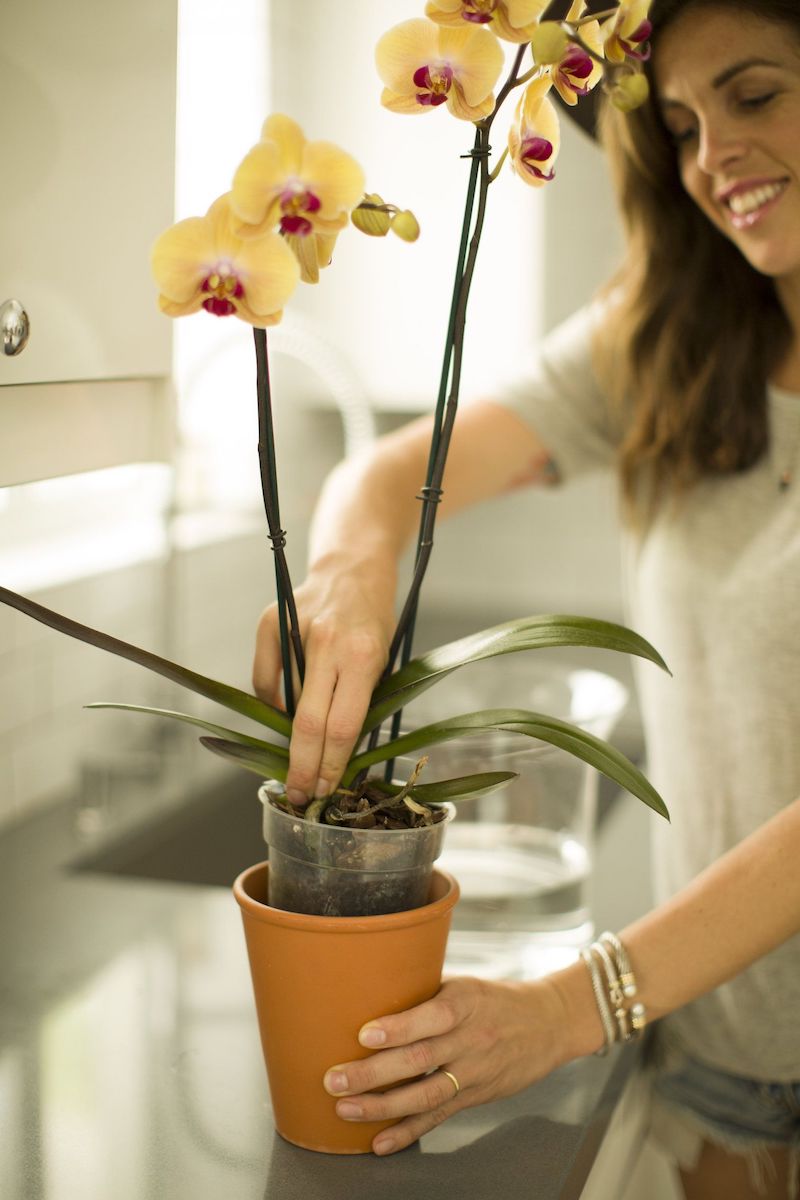 tipps und ideen wan wie und mit was müssen sie ihre orchideen düngen