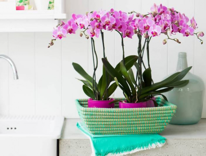 tipps und schritte für orchideen abschneiden wenn verbühnt