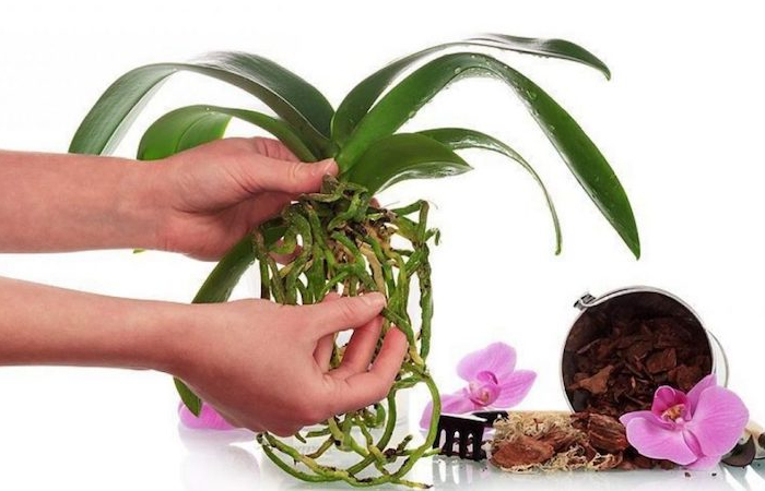 tipps wie können sie ihre orchideen nach der blüte pflegen tipps