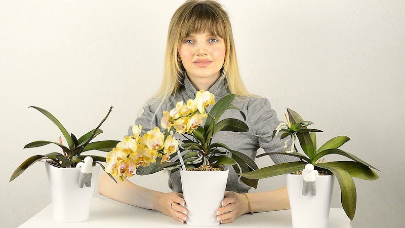 tipps wie können sie orchideen zum blühen bringen viele neue ideen dafür