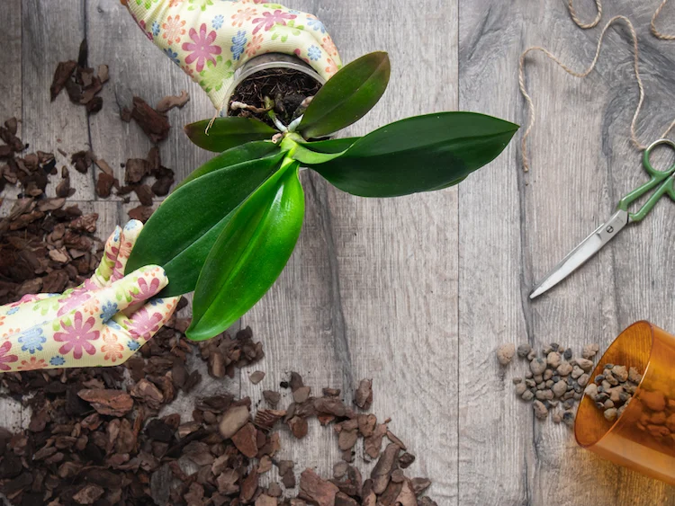 tipss wie können sie für ihre orchidee pflegen wenn die knospen an der orchidee nicht auf gehen