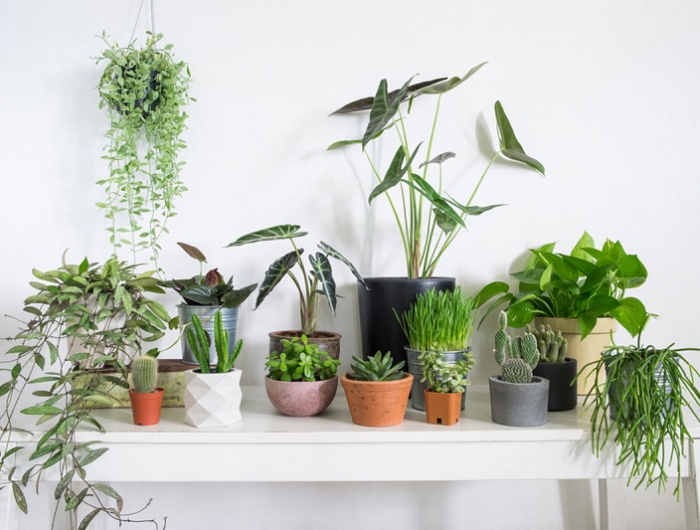 tischpflanze für mehr grün zuhause
