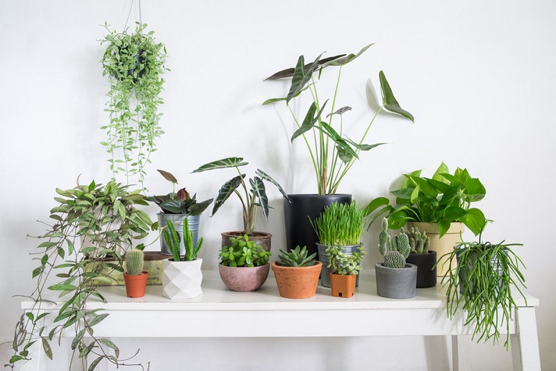 tischpflanze für mehr grün zuhause