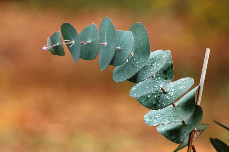 tischpflanze modern eukalyptus kreisförmige blätter