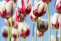 Tulpen Pflege: Alles, was Sie darüber wissen sollten