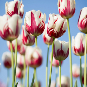 tulpen pflege wichtige tipps blumen in weiss und rot