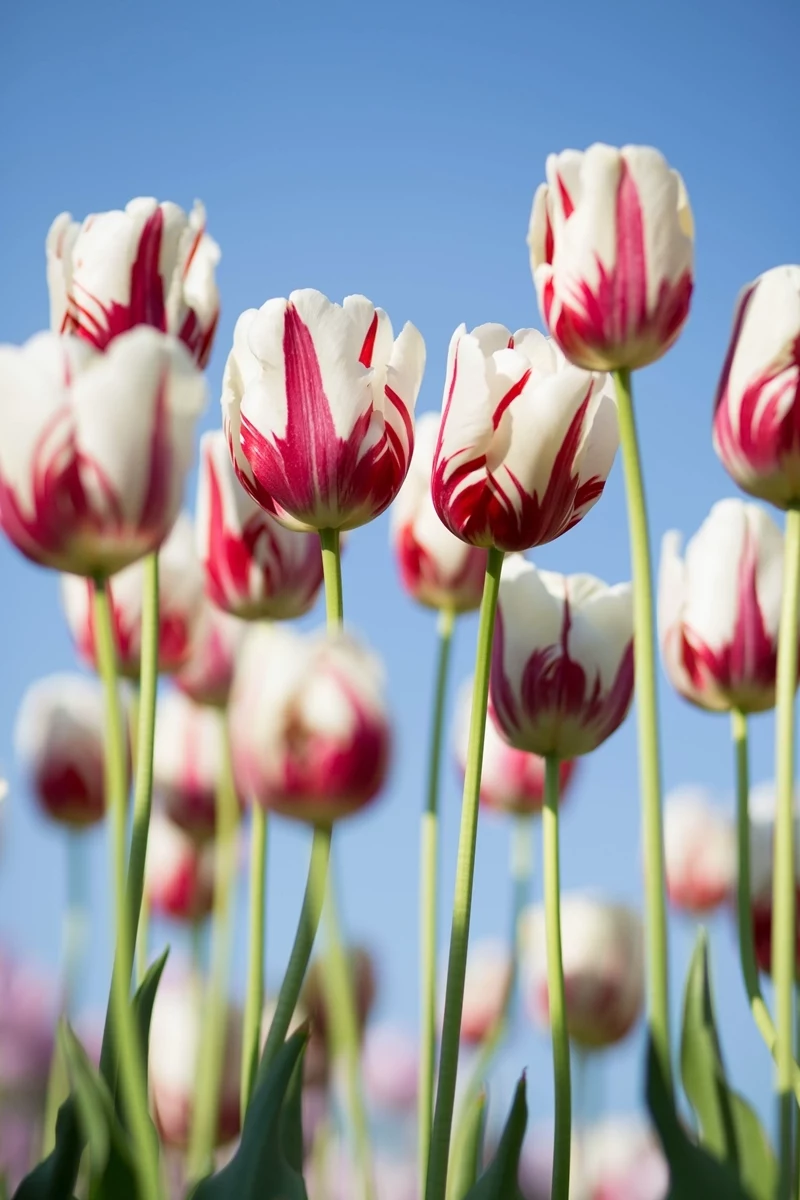 tulpen pflege wichtige tipps blumen in weiss und rot