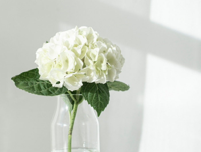 vase mit weisser blume wann hortensien umtopfen