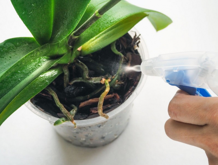 wann bilden orchideen neue triebe orchideen wurzeln orchideen luftwurzeln mit wasser besprühen