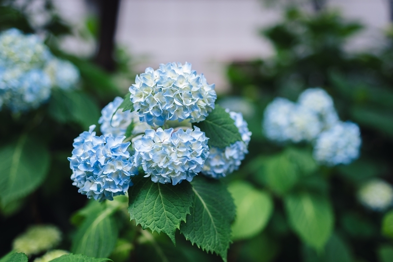 wann hortensien schneiden methode und tipps blaue blumen