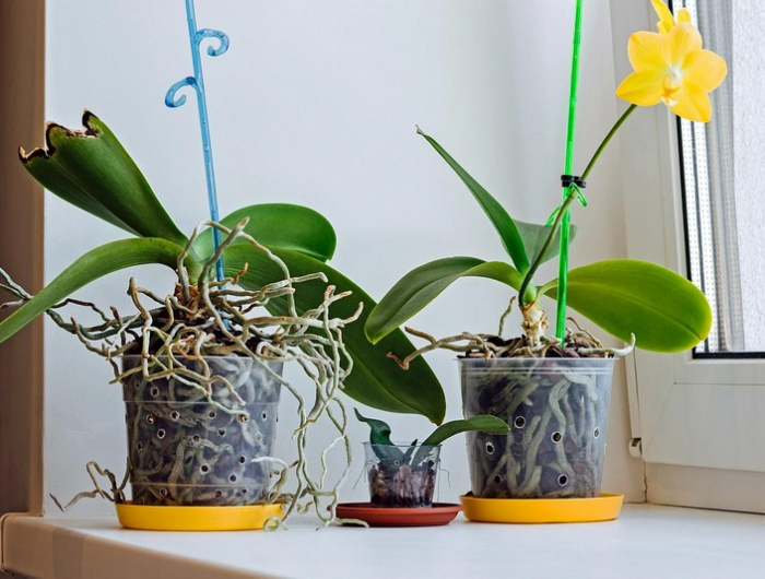 wann ist die orchidee tot orchideen zurückschneiden luftwurzeln orchideen an fensterbank stellen