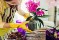 Orchideen Pflege Luftwurzeln abschneiden – alles, was Sie zum Thema wissen sollen!