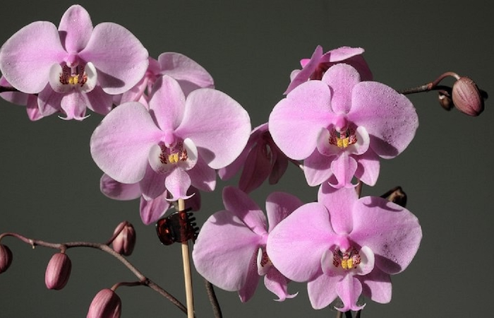 wann und warum müssen sie ihre orchideen düngen tipps und ideen dafür