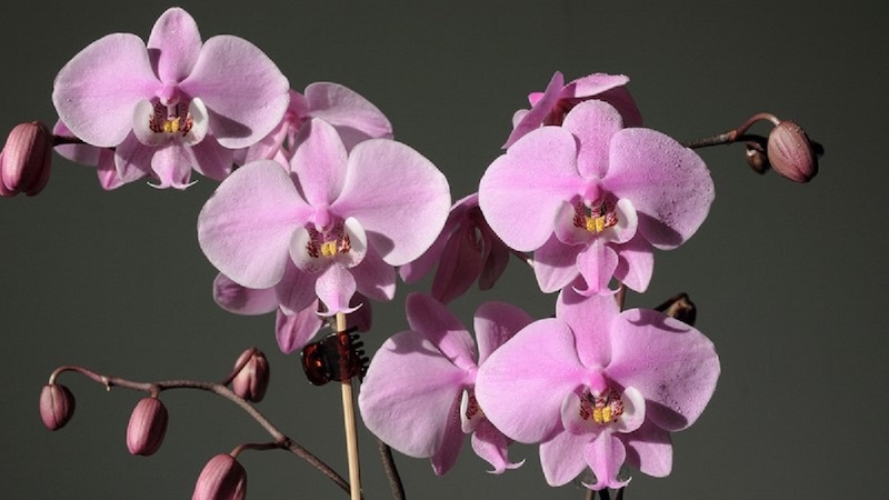 wann und warum müssen sie ihre orchideen düngen tipps und ideen dafür