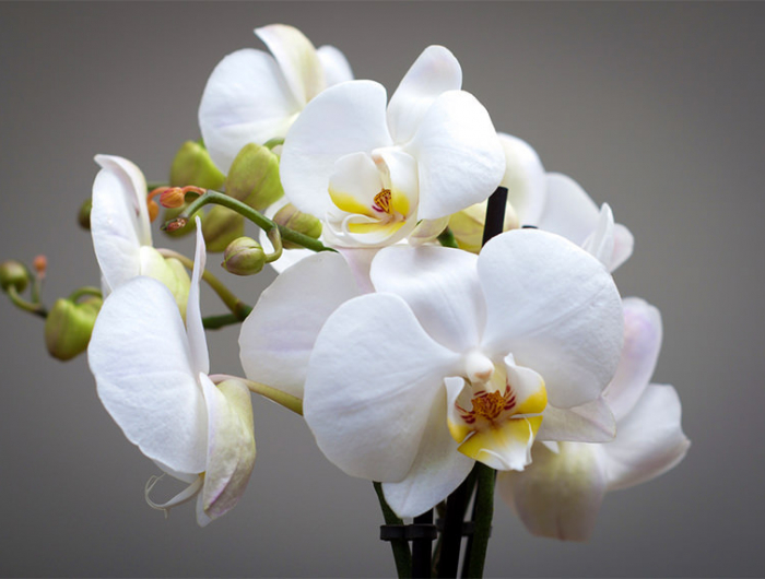 wann und wie darf man die orchideen wurzeln abschneiden tipps und ideen