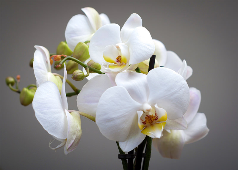 wann und wie darf man die orchideen wurzeln abschneiden tipps und ideen