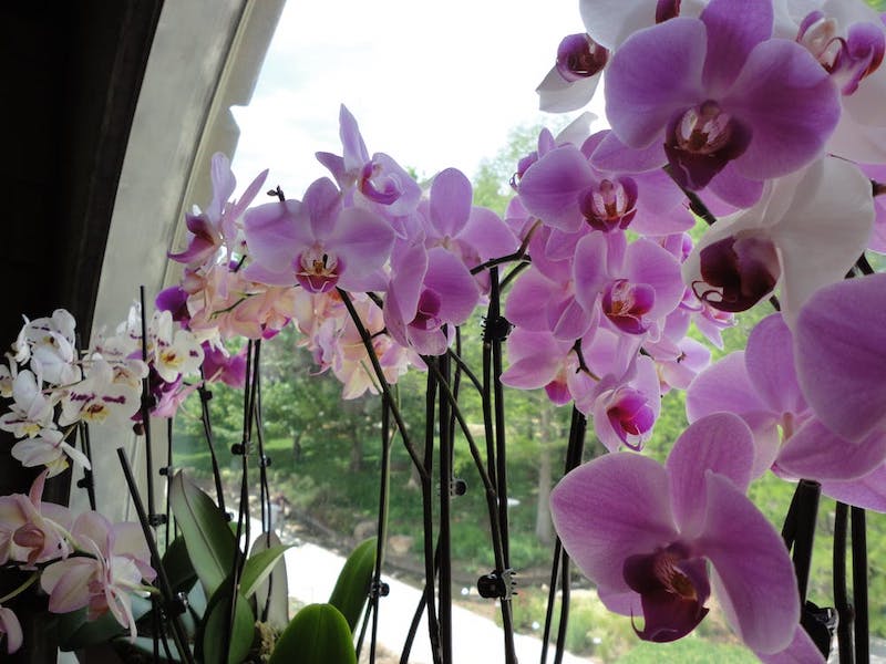 wann und womit müssen sie die verblühte orchideen schneiden und düngen