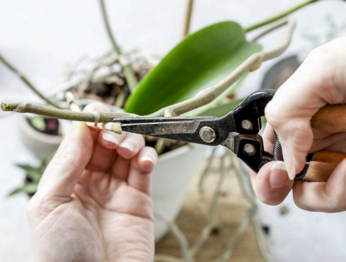 warum bilden orchideen so viele luftwurzeln orchideen pflege luftwurzeln abschneiden luftwurzeln mit schere schneiden