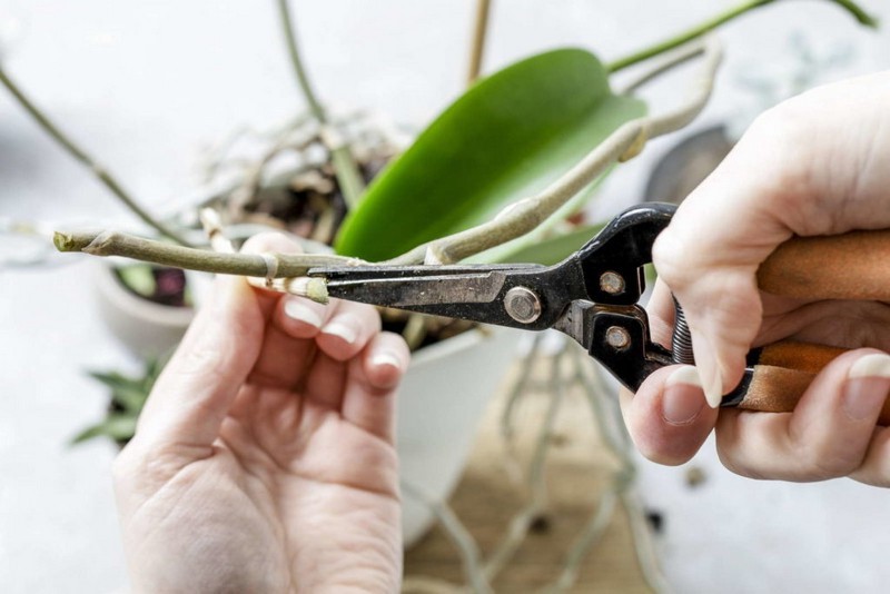 warum bilden orchideen so viele luftwurzeln orchideen pflege luftwurzeln abschneiden luftwurzeln mit schere schneiden