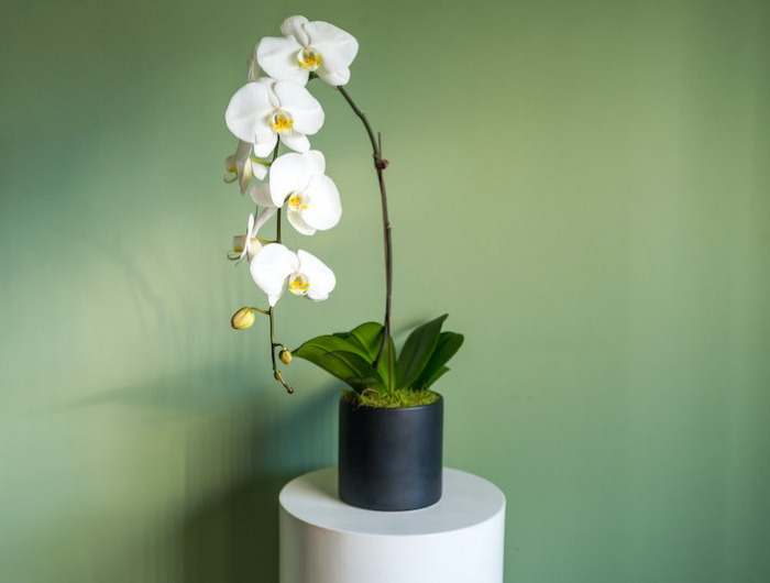 warum gehen die knospen bei der orchidee nicht auf