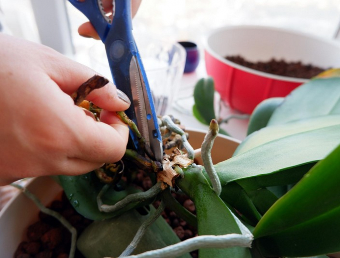 warum haben pflanzen luftwurzeln orchideen pflege luftwurzeln abschneiden düngen
