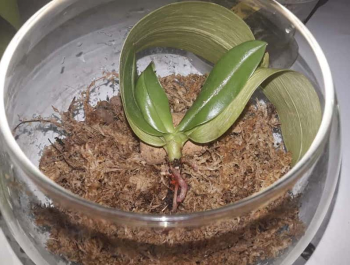 warum ist die orchidee stengel vertrocknet und was muessen sie dann machen