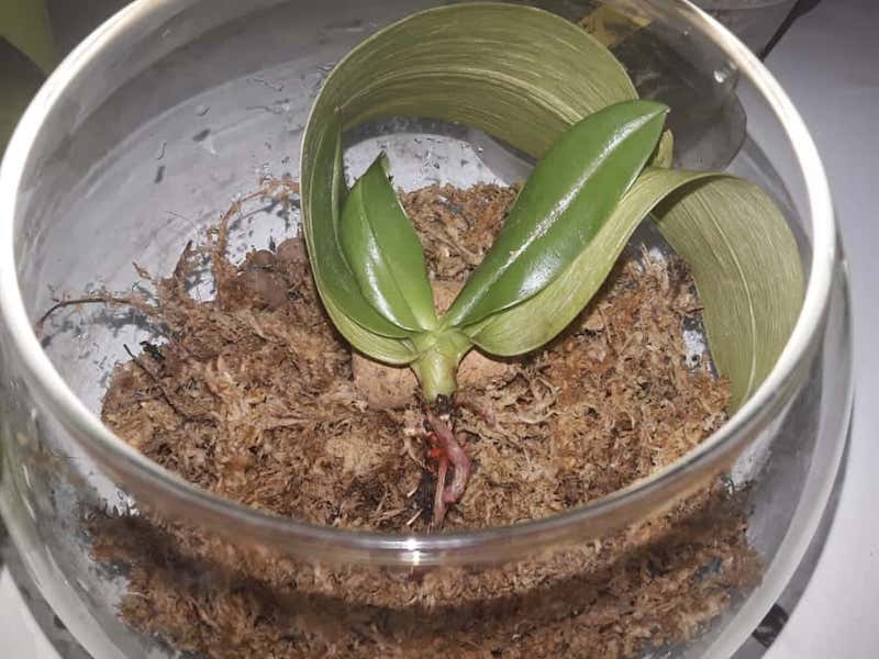 warum ist die orchidee stengel vertrocknet und was muessen sie dann machen