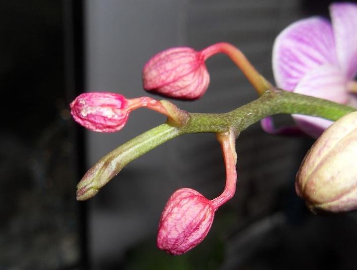warum orchidee blätter fallen ab wissen sie warum