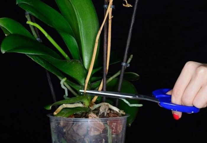 warum verlieren die orchideen ihre blüten hier sagen wir