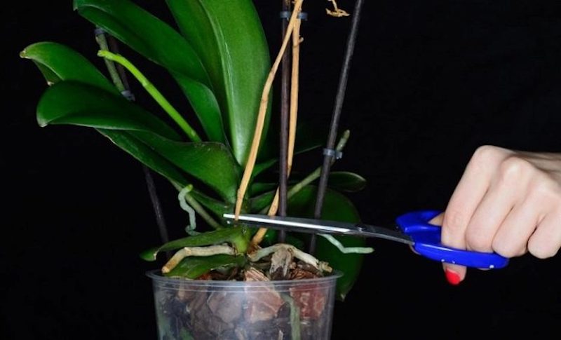 warum verlieren die orchideen ihre blüten hier sagen wir