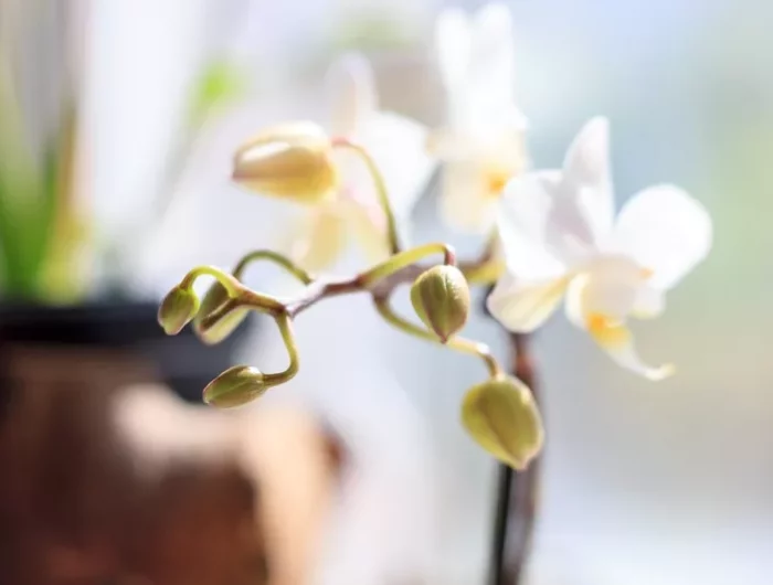 warum verwelken orchideen frühzeitig welche sind die ursachen dafür und was müssen sie machen.jpg