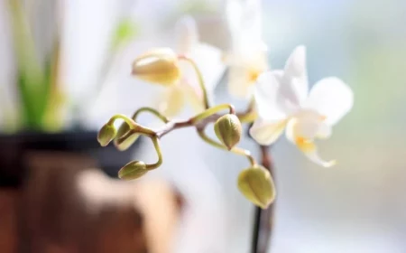 warum werden bei meinen orchideen immer wieder die knospen gelb und was müssen sie machen